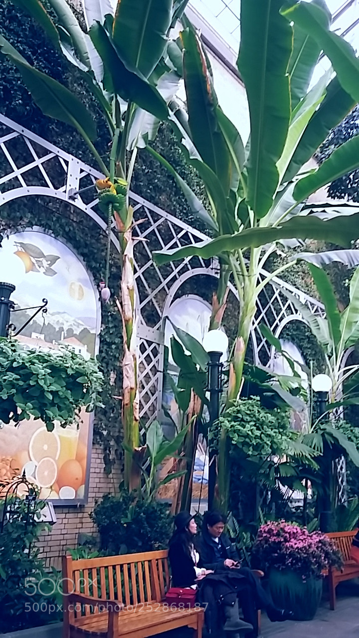 Samsung Galaxy Grand Prime sample photo. United states botanical gardens photography