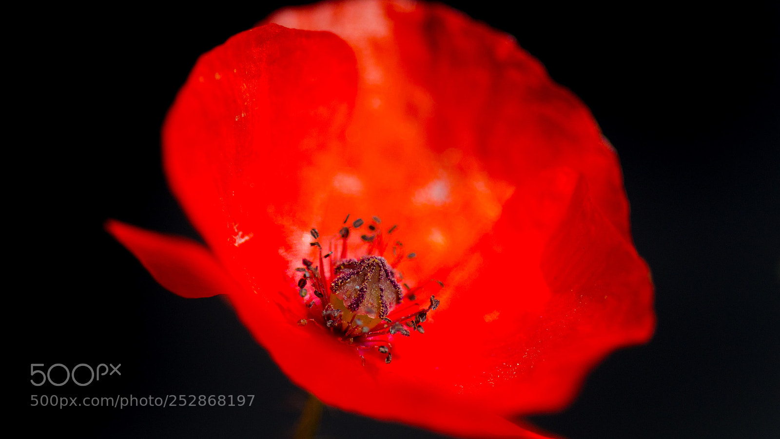 Nikon D5100 sample photo. Papavero photography