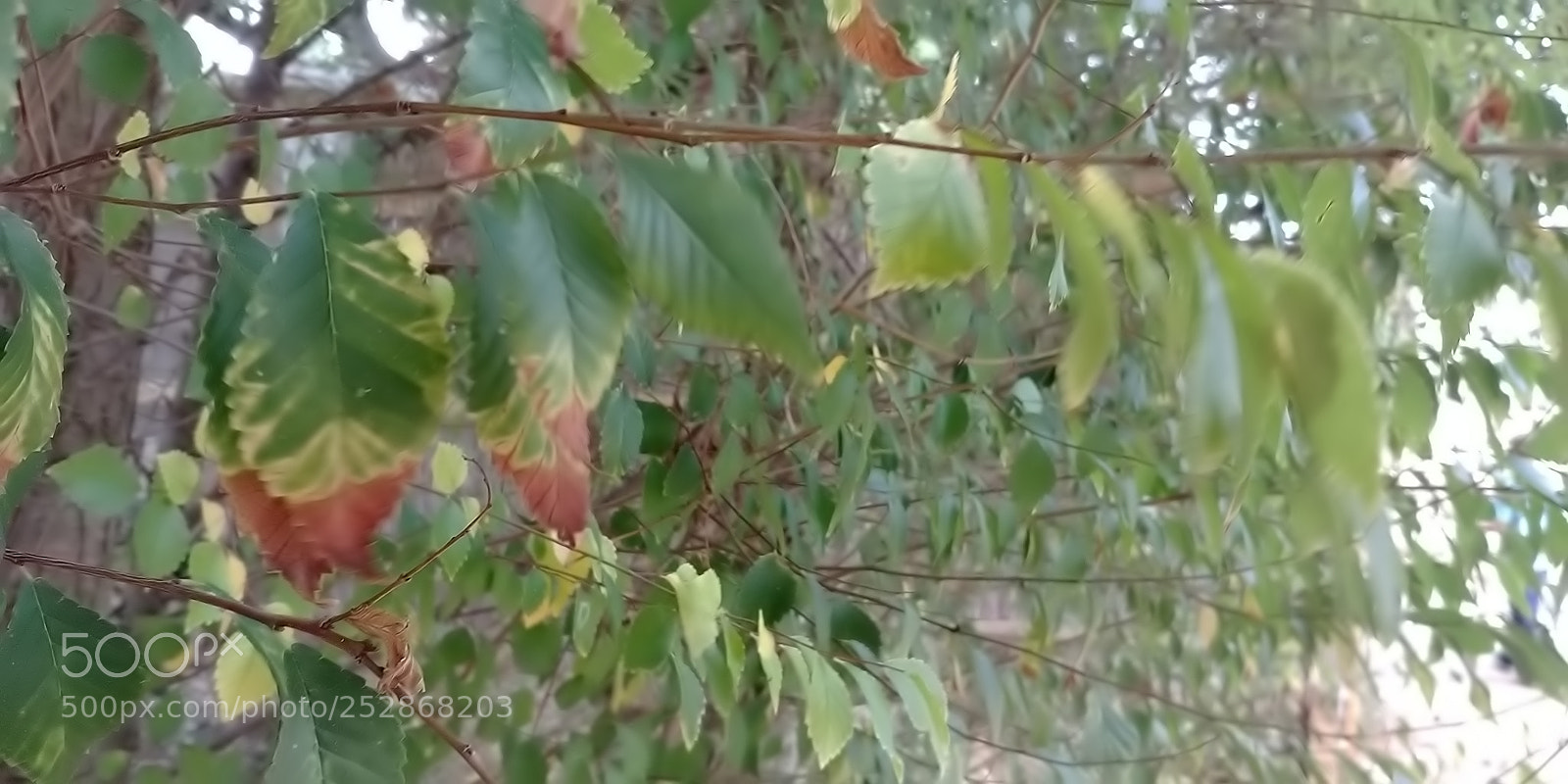 LG G6 sample photo. Kibbutz malkia photography