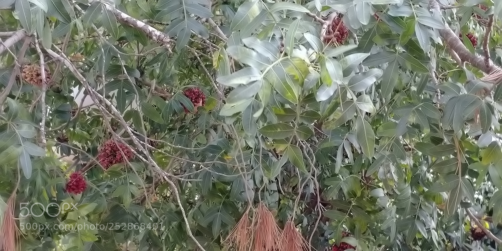 LG G6 sample photo. Kibbutz malkia photography