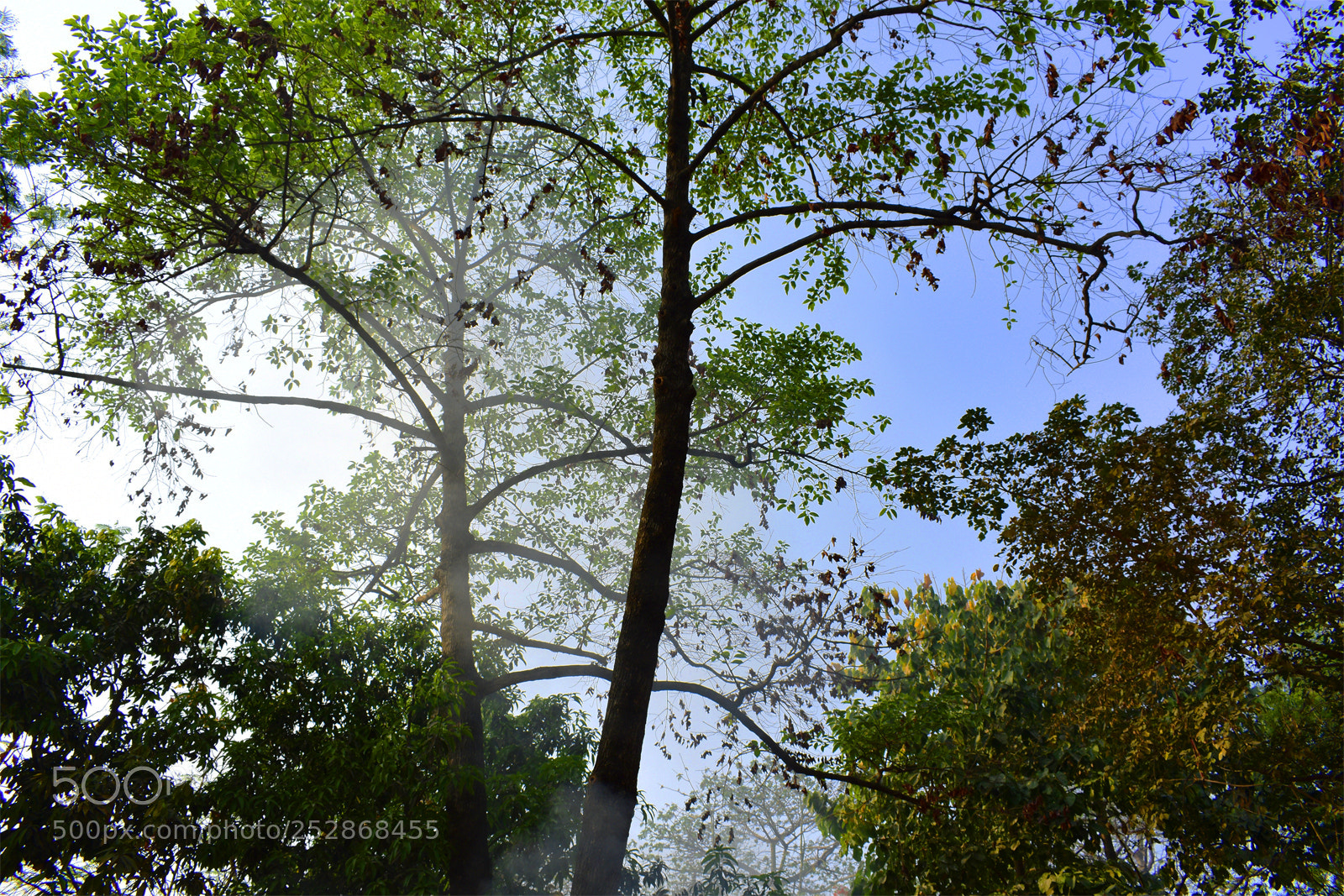 Nikon D3400 sample photo. Fog photography