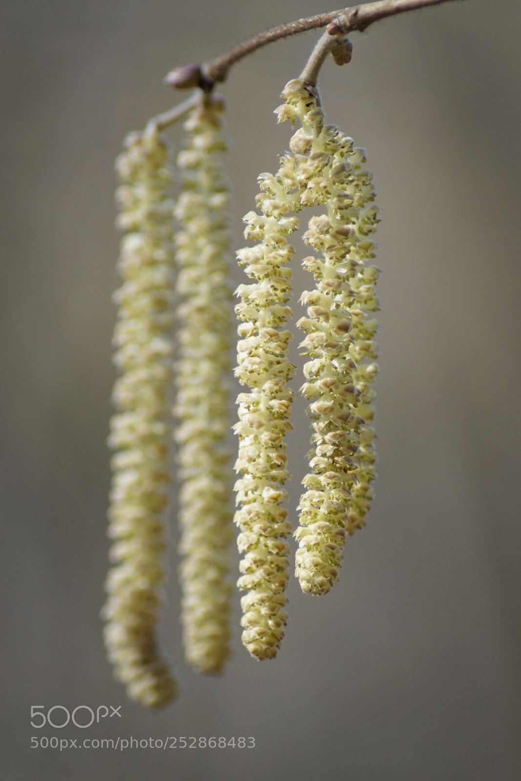 Sony ILCA-77M2 sample photo. Spring is here photography