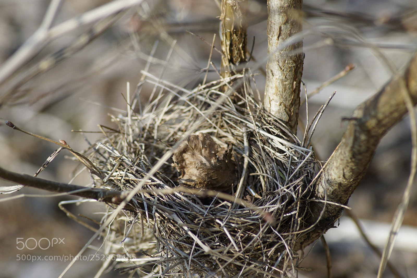 Sony ILCA-77M2 sample photo. Bird's nest photography