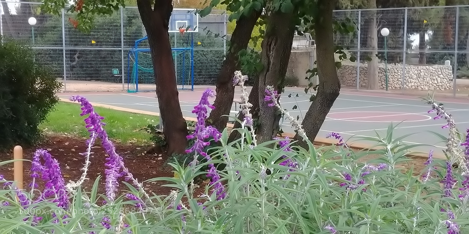 LG G6 sample photo. Kibbutz malkia photography