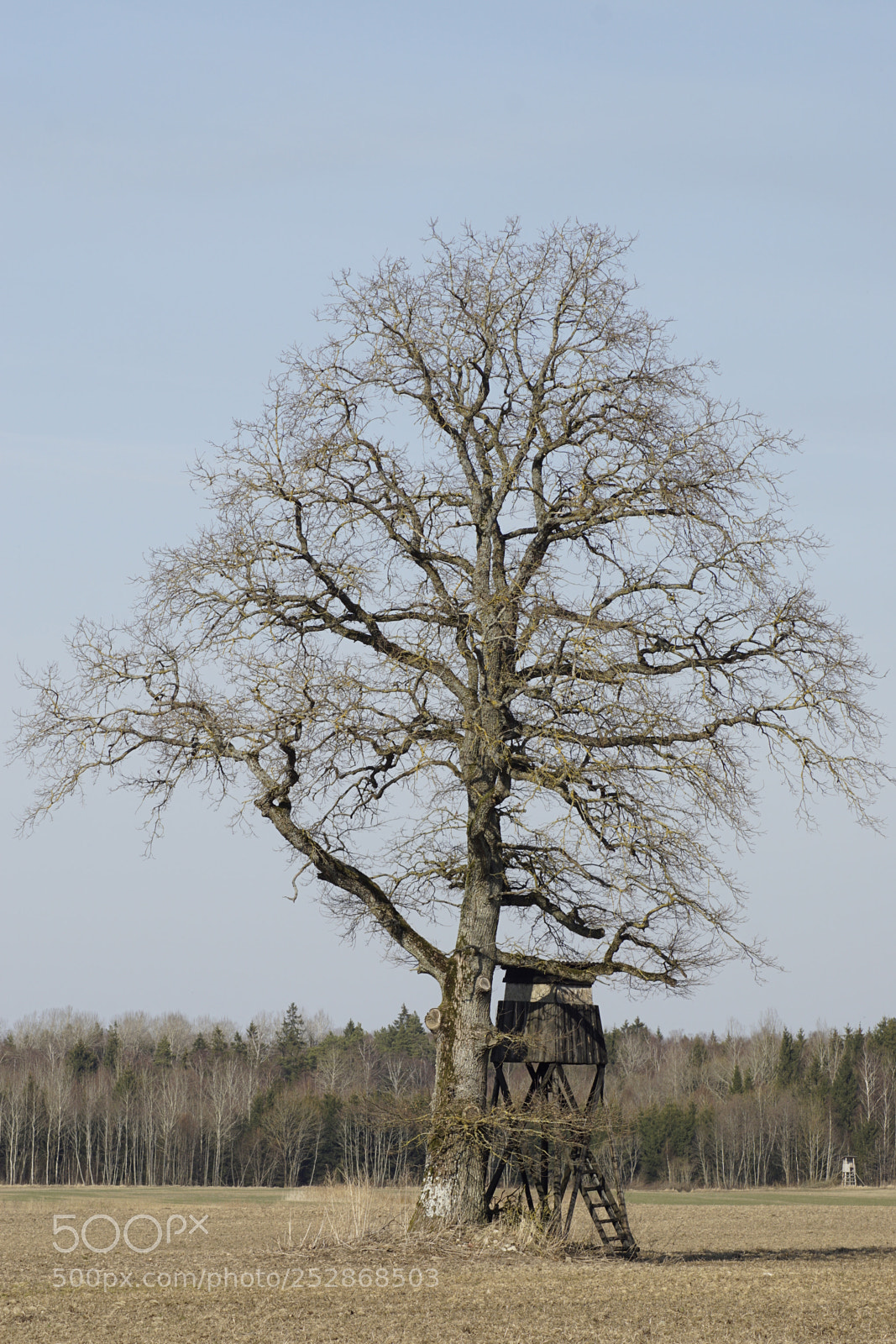 Sony ILCA-77M2 sample photo. Tree and hunting tower photography