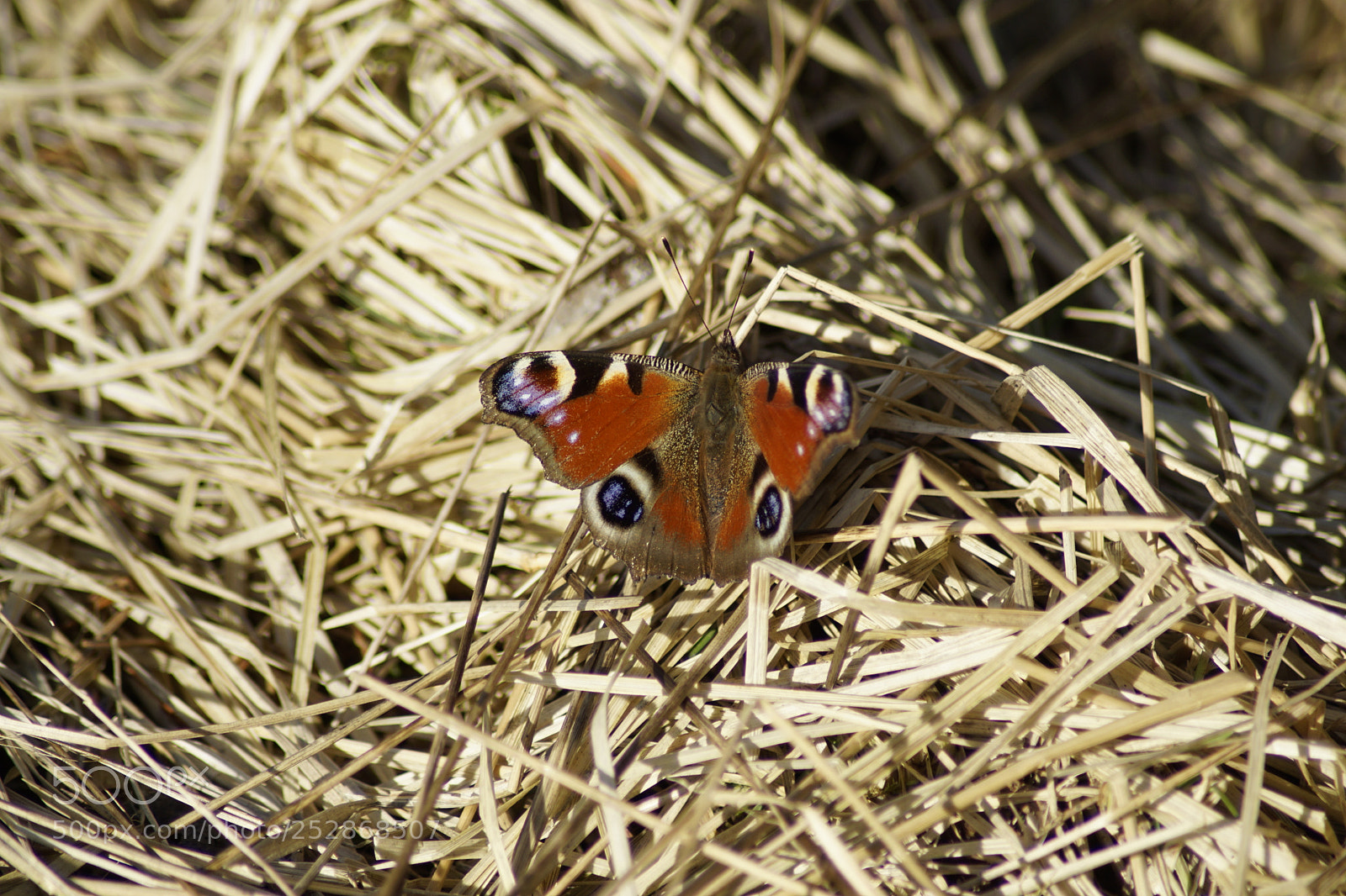 Sony ILCA-77M2 sample photo. Butterfly photography