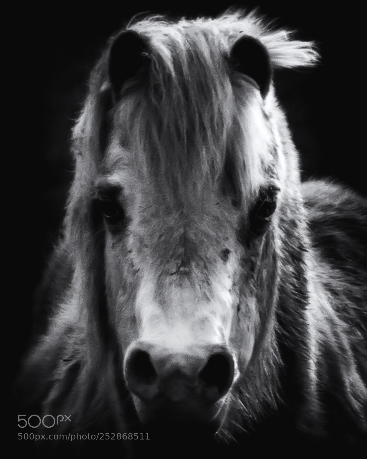 Sony ILCA-77M2 sample photo. Horse photography