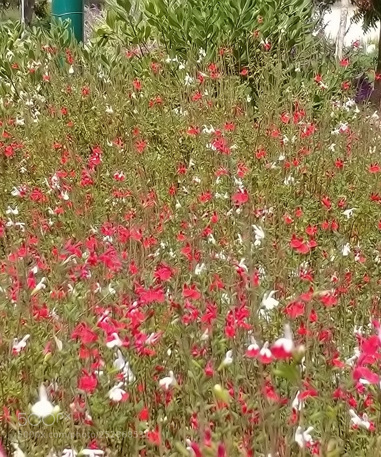 LG G6 sample photo. Kibbutz malkia photography