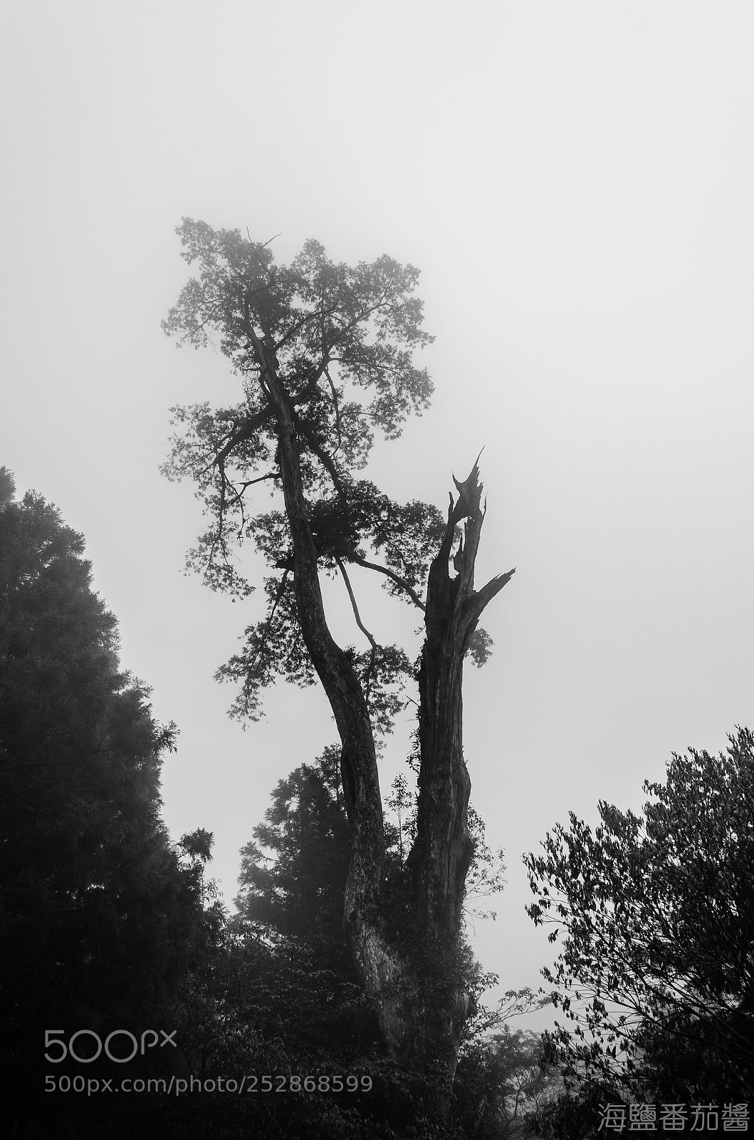 Nikon D5100 sample photo. Fog photography