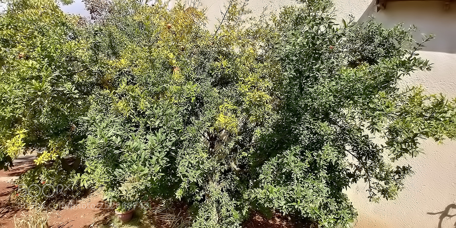 LG G6 sample photo. Kibbutz malkia photography
