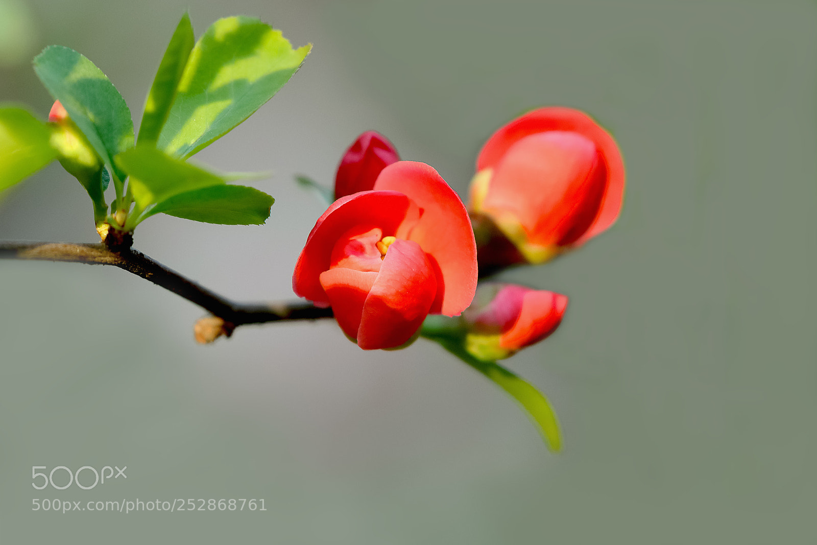 Canon EOS-1D X Mark II sample photo. 贴梗海棠 photography