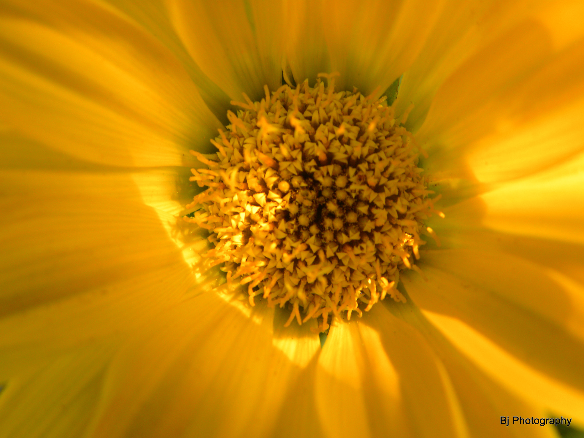 Nikon Coolpix P90 sample photo. A close-up of a flower photography