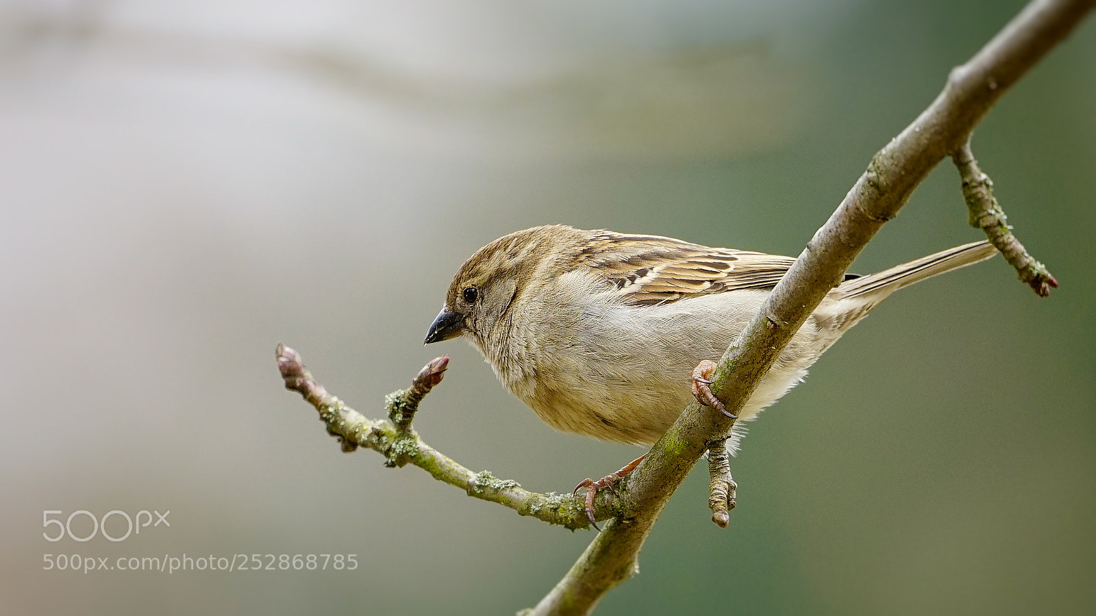 Sony a7 II sample photo. Sparrow | haussperling photography