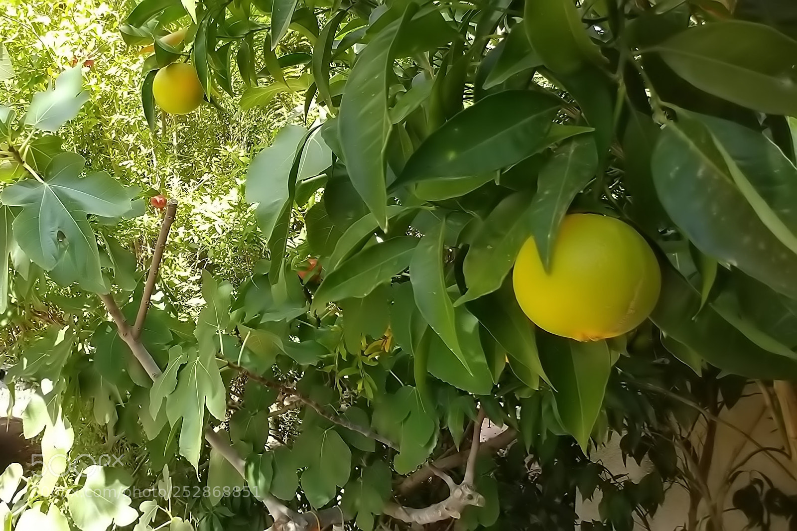LG G6 sample photo. Kibbutz malkia photography