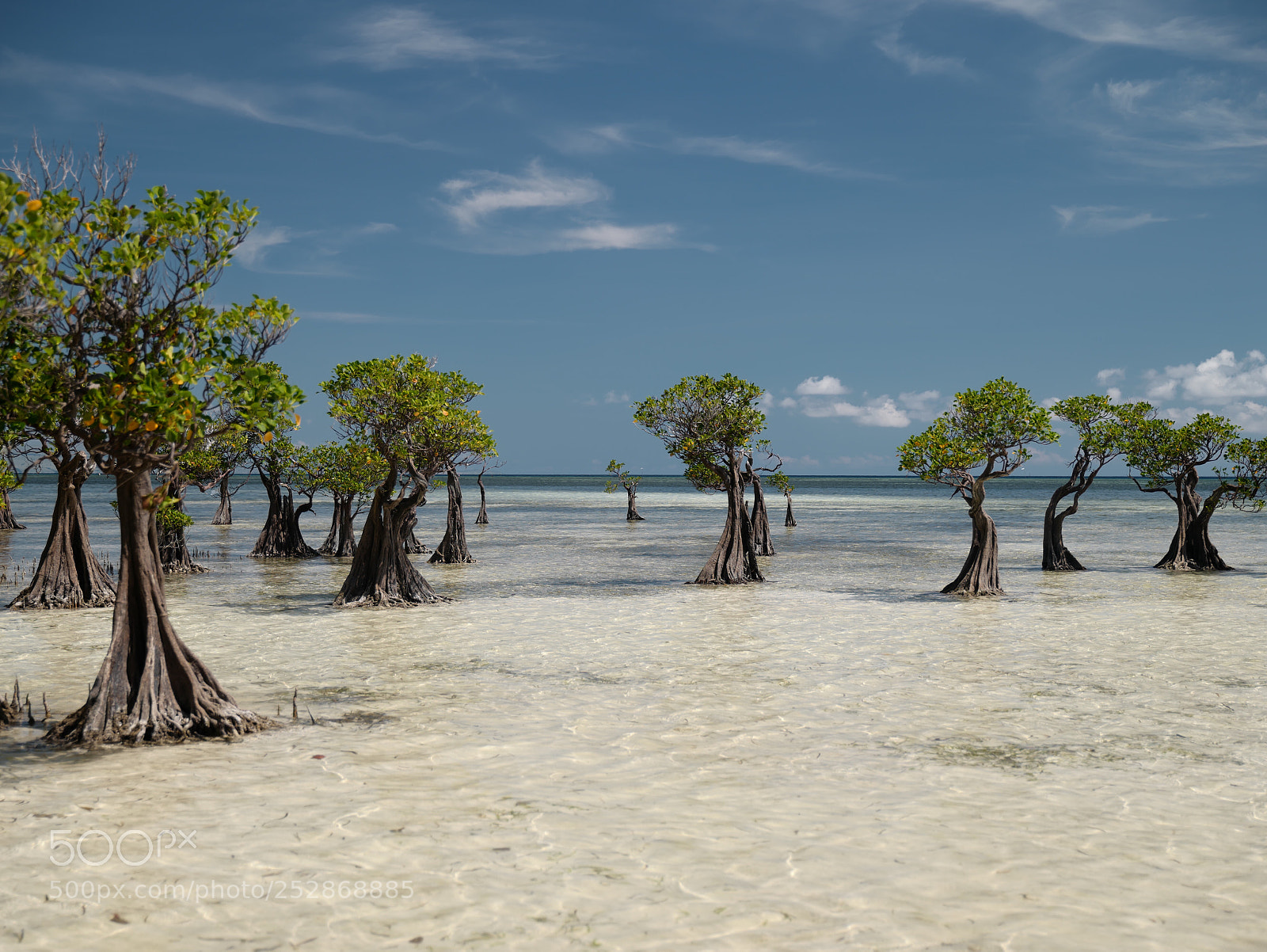 Leica SL (Typ 601) sample photo. Mangroves  photography