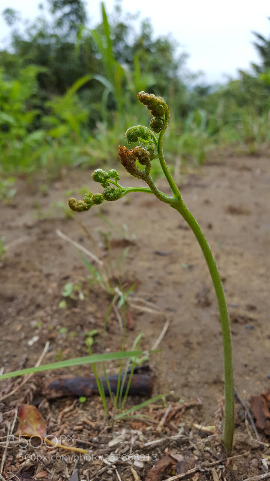 Samsung GALAXY S6 edge sample photo. Sprouts photography