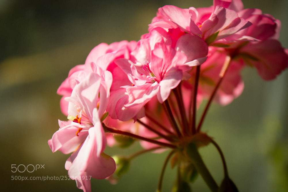 Nikon D3100 sample photo. Untitled photography