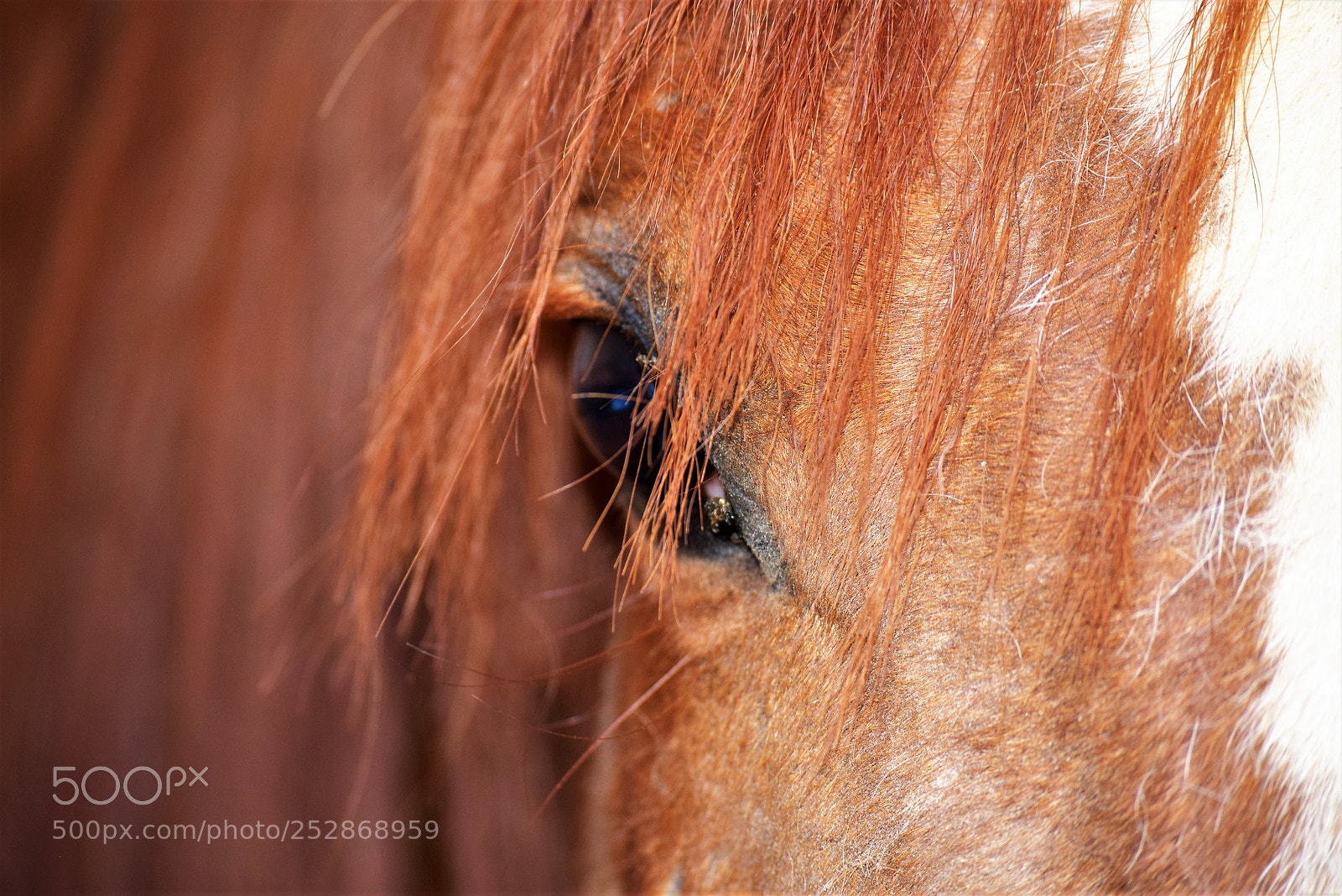 Nikon D3300 sample photo. Friendly eye photography