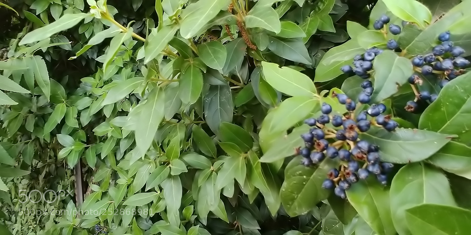 LG G6 sample photo. Kibbutz malkia photography