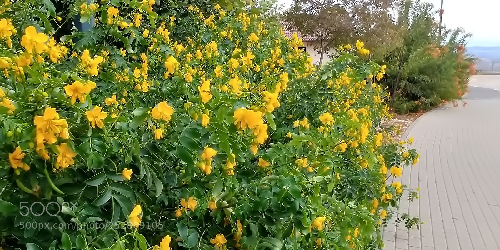 LG G6 sample photo. Kibbutz malkia photography