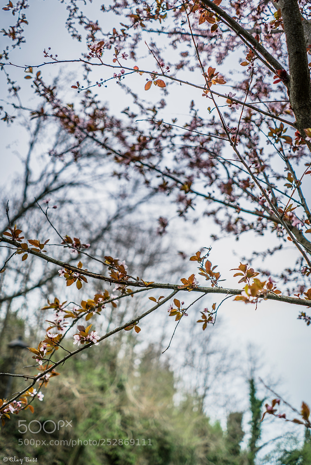 Sony a7S II sample photo. Simple spring photography