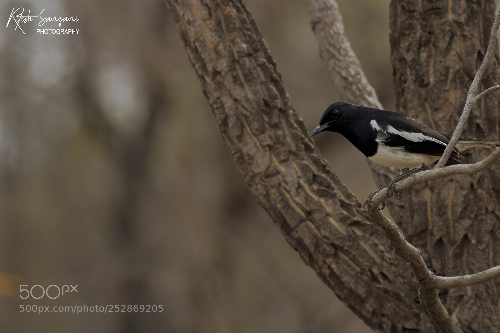 Canon EOS 700D (EOS Rebel T5i / EOS Kiss X7i) sample photo. Magpie.....! photography