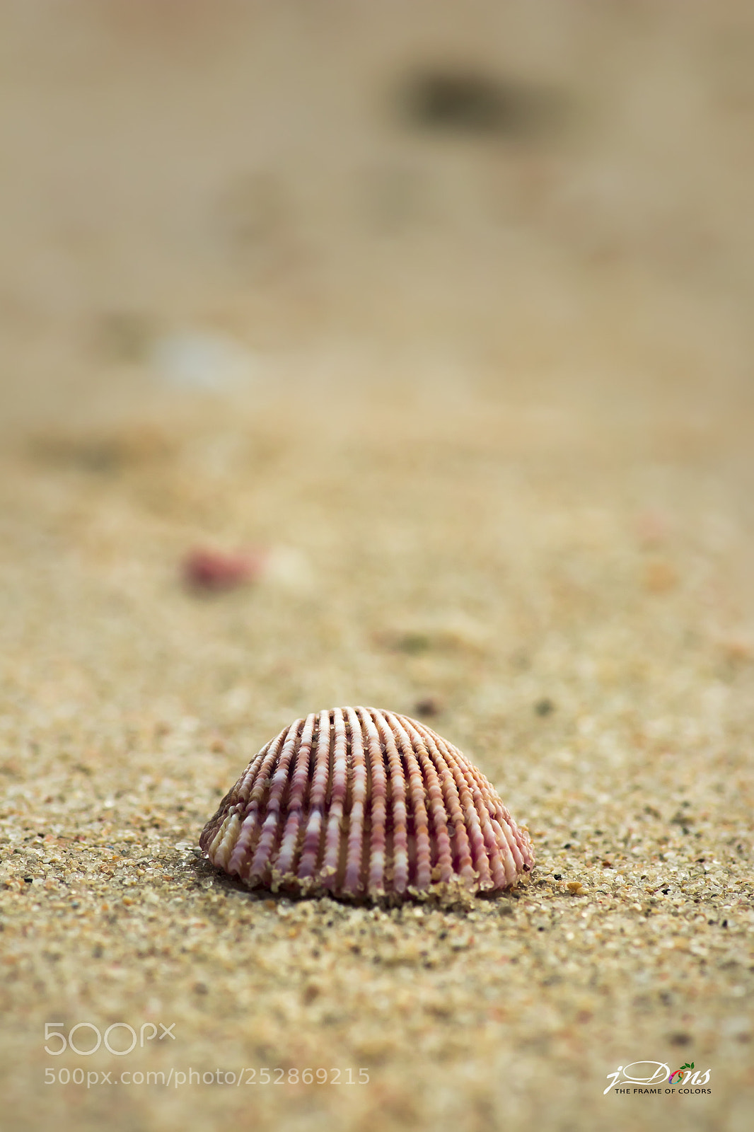 Canon EOS 80D sample photo. Scallop shell photography