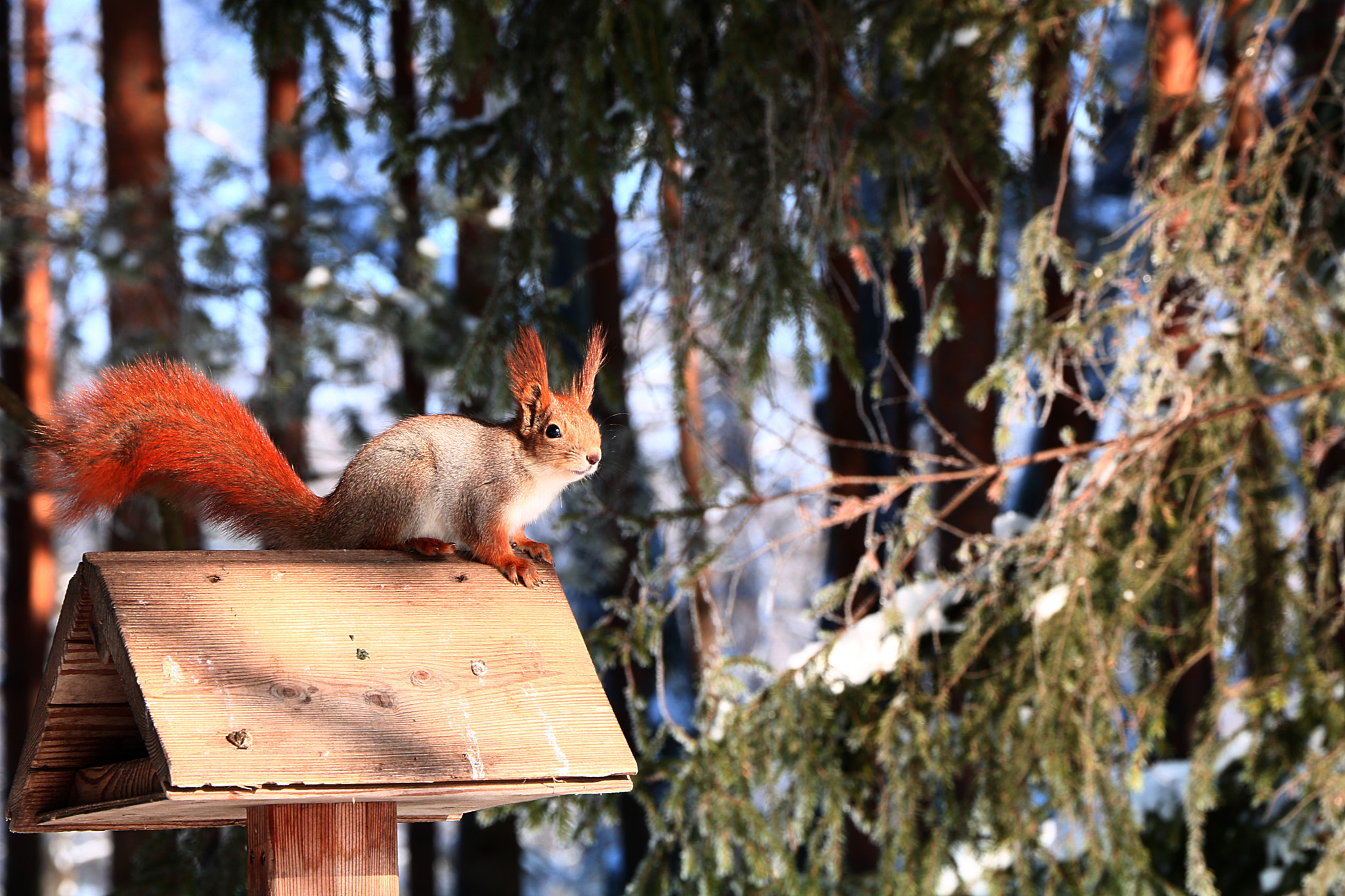 Canon EOS 750D (EOS Rebel T6i / EOS Kiss X8i) sample photo. солнышко photography