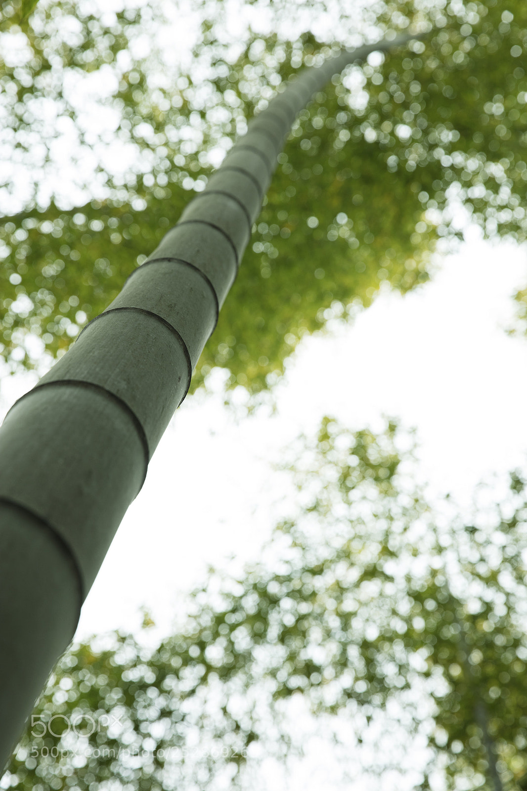 Canon EOS 5DS sample photo. Spring photography