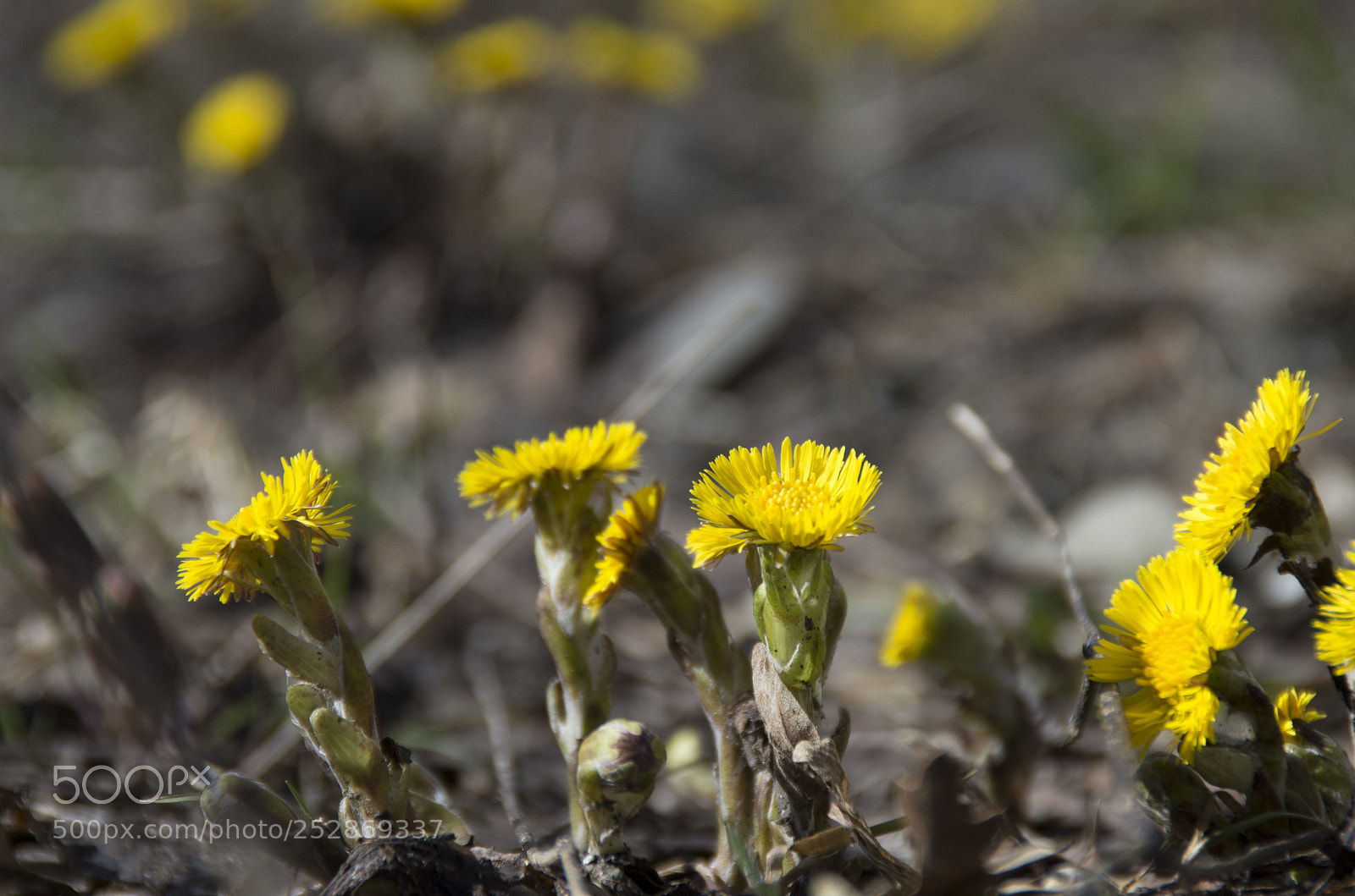 Pentax K-30 sample photo. Fiori di campo photography