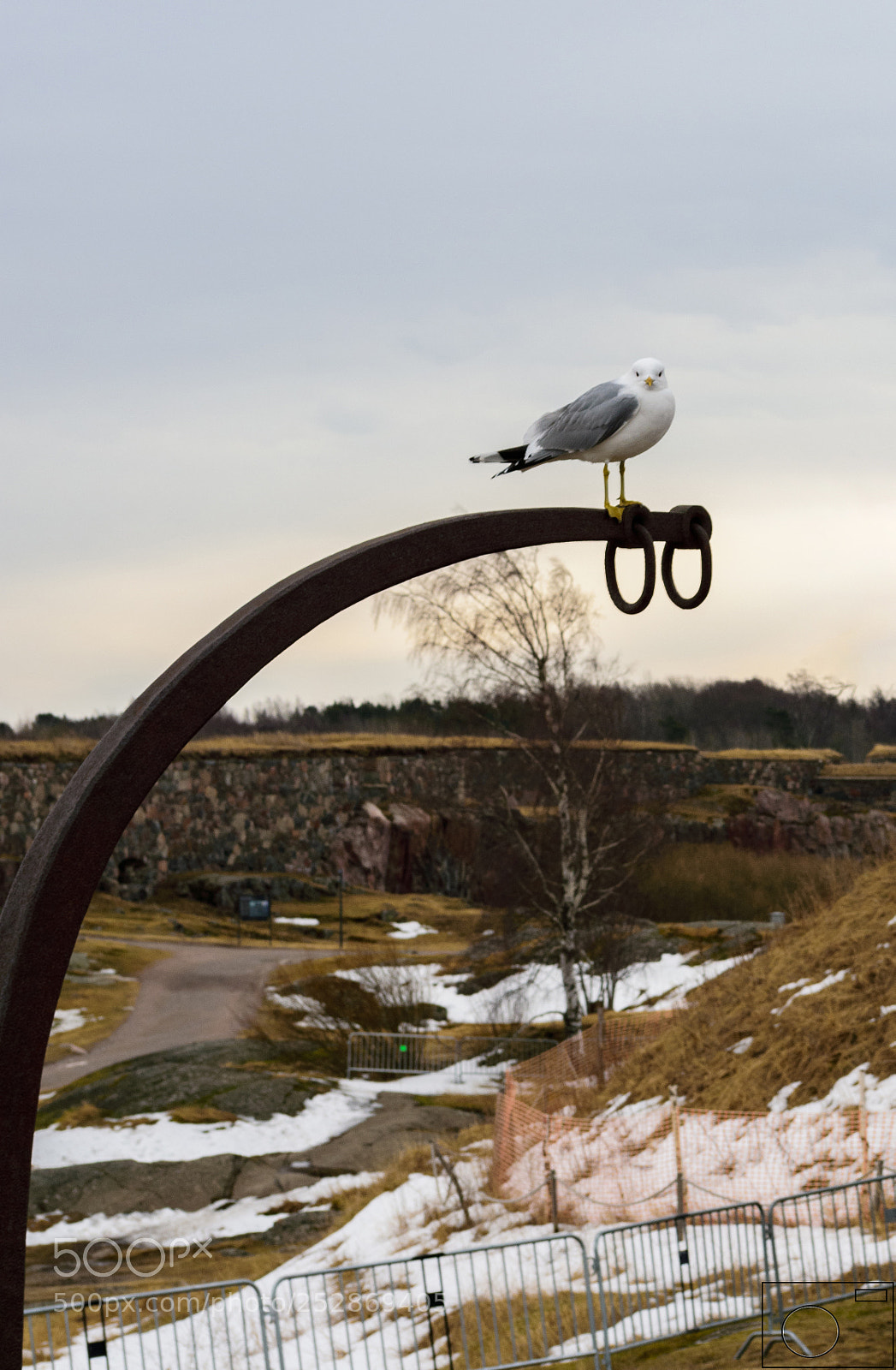 Nikon D3400 sample photo. Sea gull photography