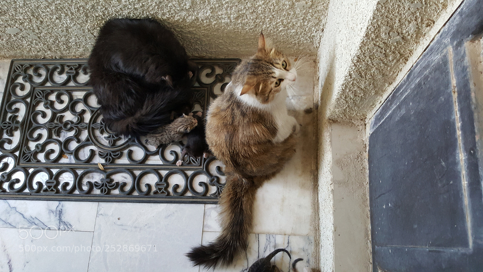 Samsung GALAXY S6 edge sample photo. Baby mix up 2 photography