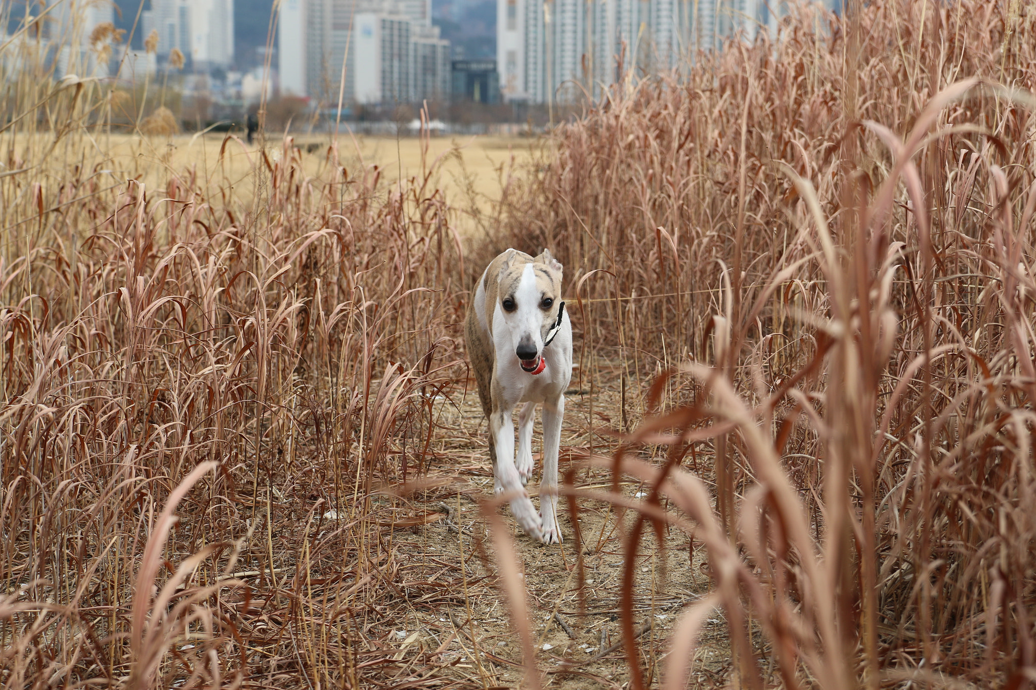 Canon EF-S 17-55mm F2.8 IS USM sample photo. Img photography