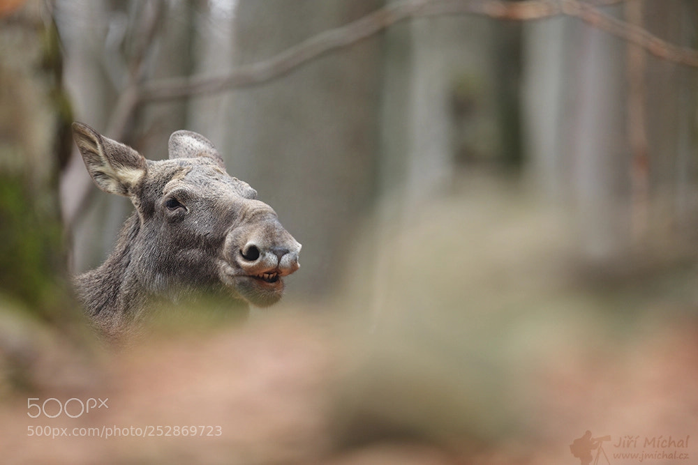 Canon EOS 5D Mark IV sample photo. Elk photography