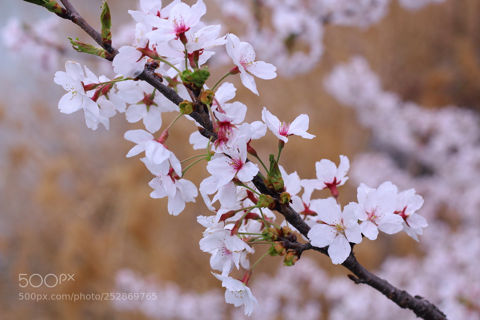 Canon EOS 70D + Canon EF 50mm F1.8 STM sample photo. Cherry blossom photography