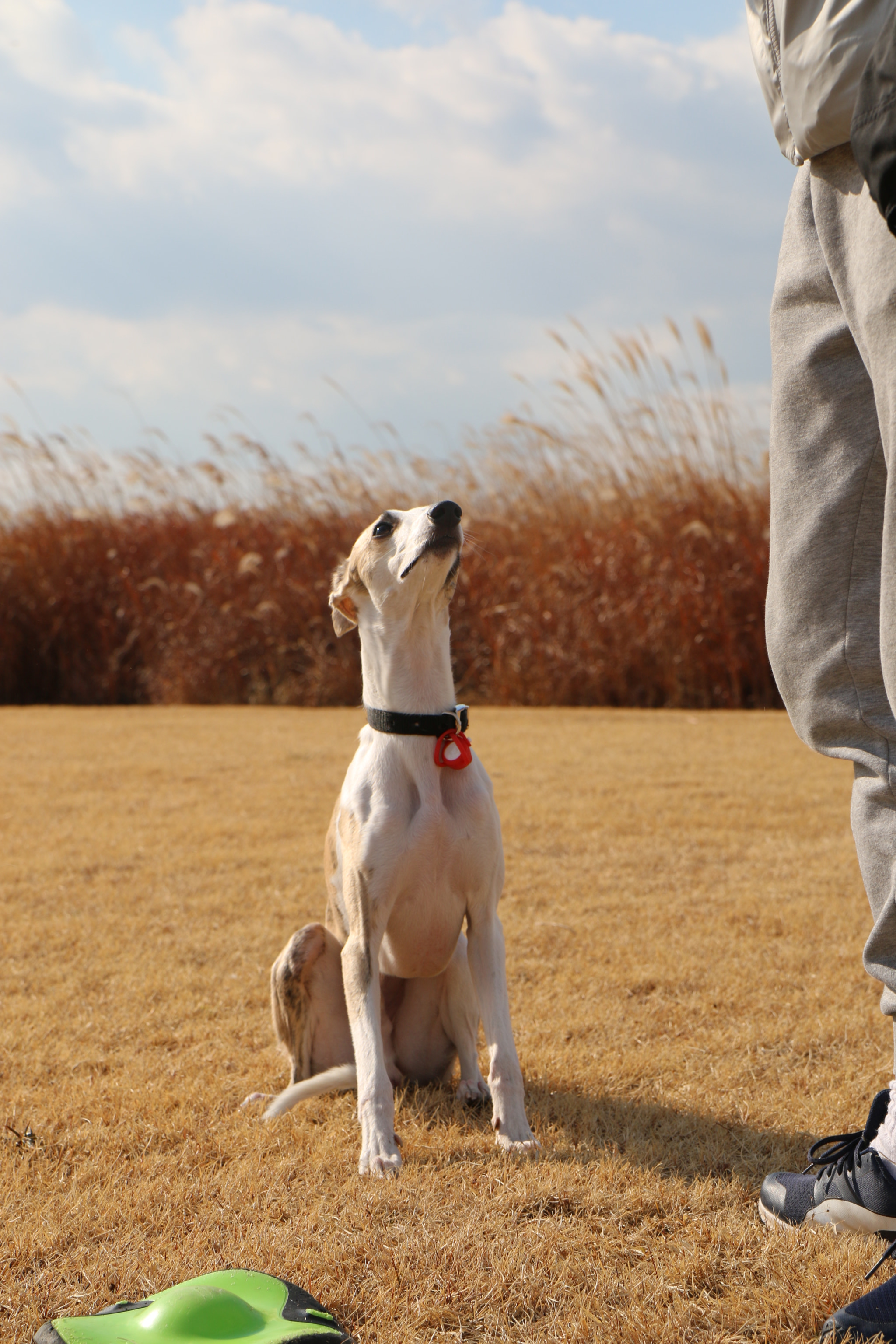 Canon EF-S 17-55mm F2.8 IS USM sample photo. Img photography