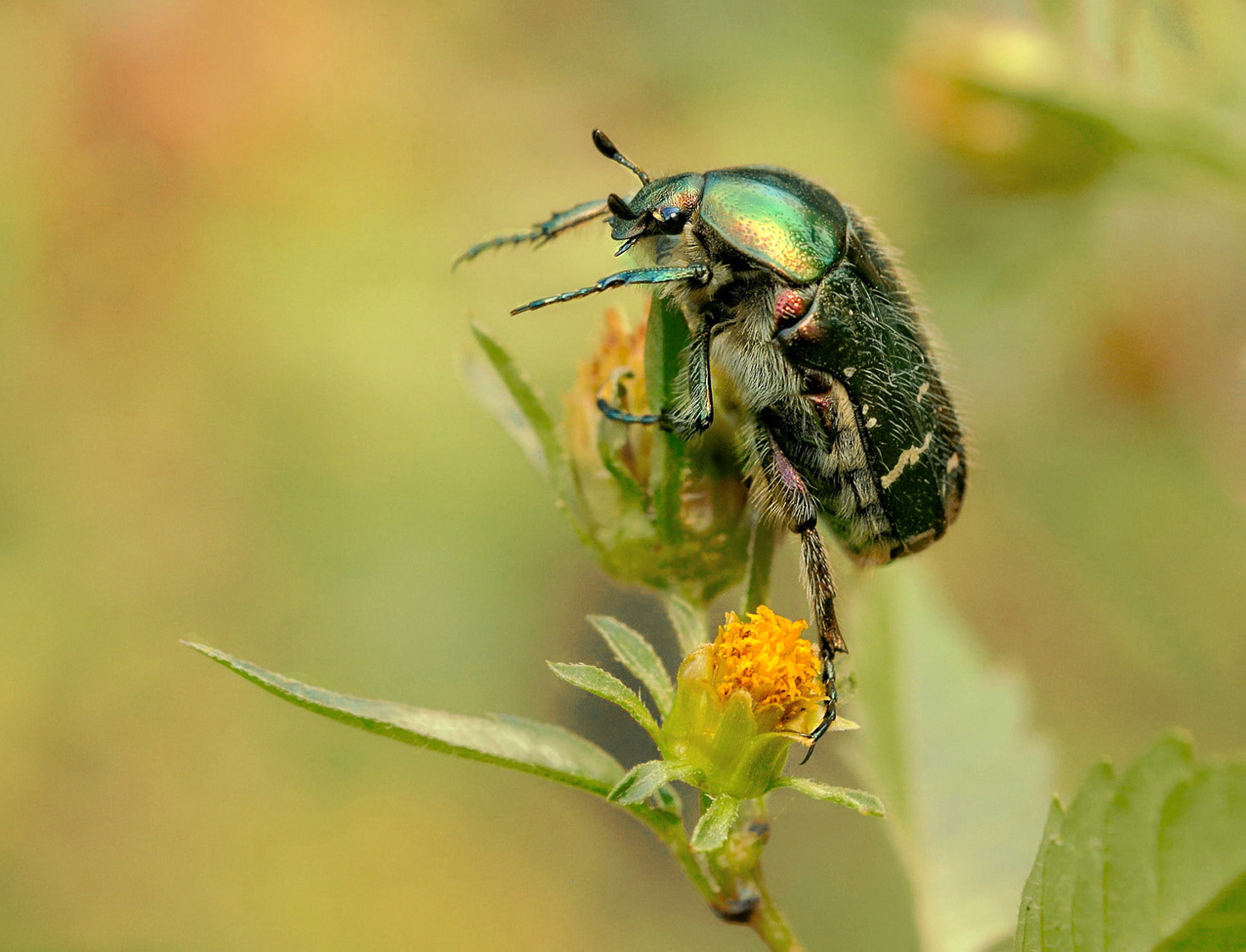 Nikon D300S + Nikon AF Micro-Nikkor 60mm F2.8D sample photo. Ж photography