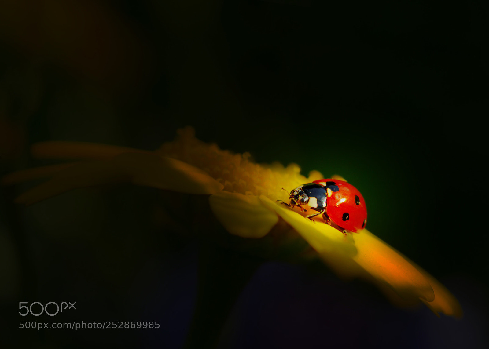 Canon EOS 7D sample photo. ‘coccinellidae’ photography