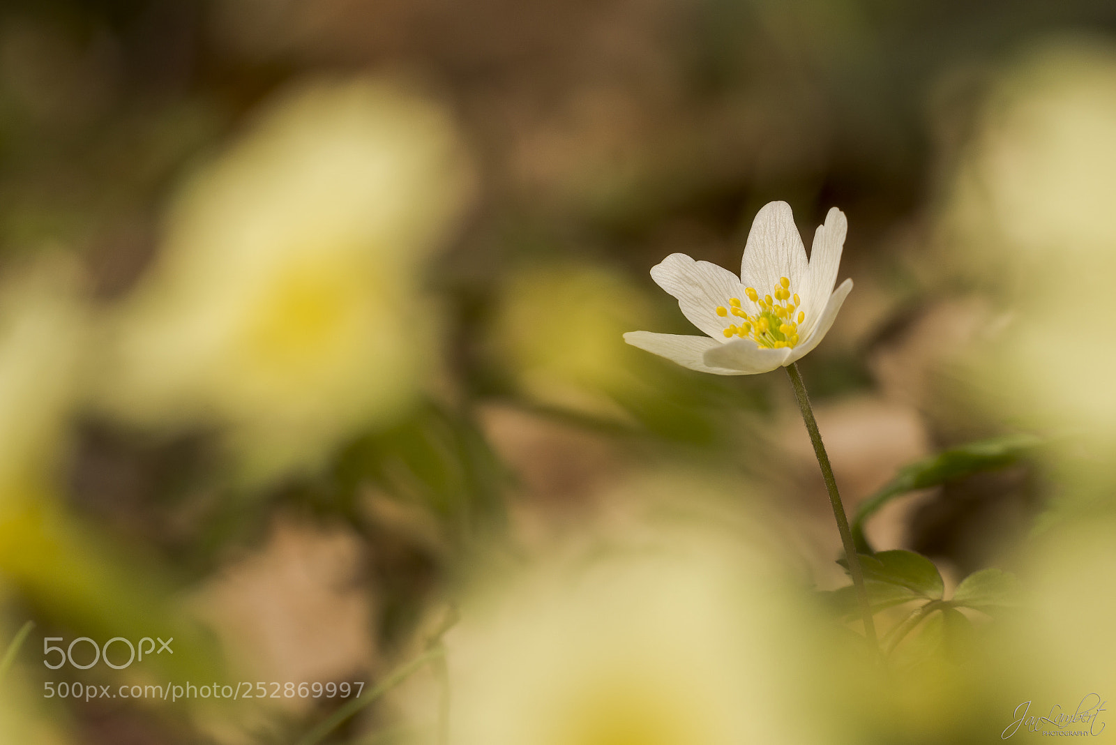 Nikon D800 sample photo. Bosannemoon photography