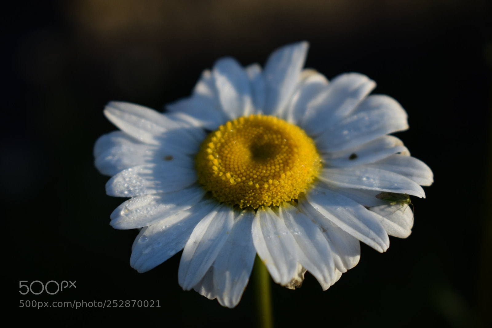 Nikon D5300 sample photo. [] photography