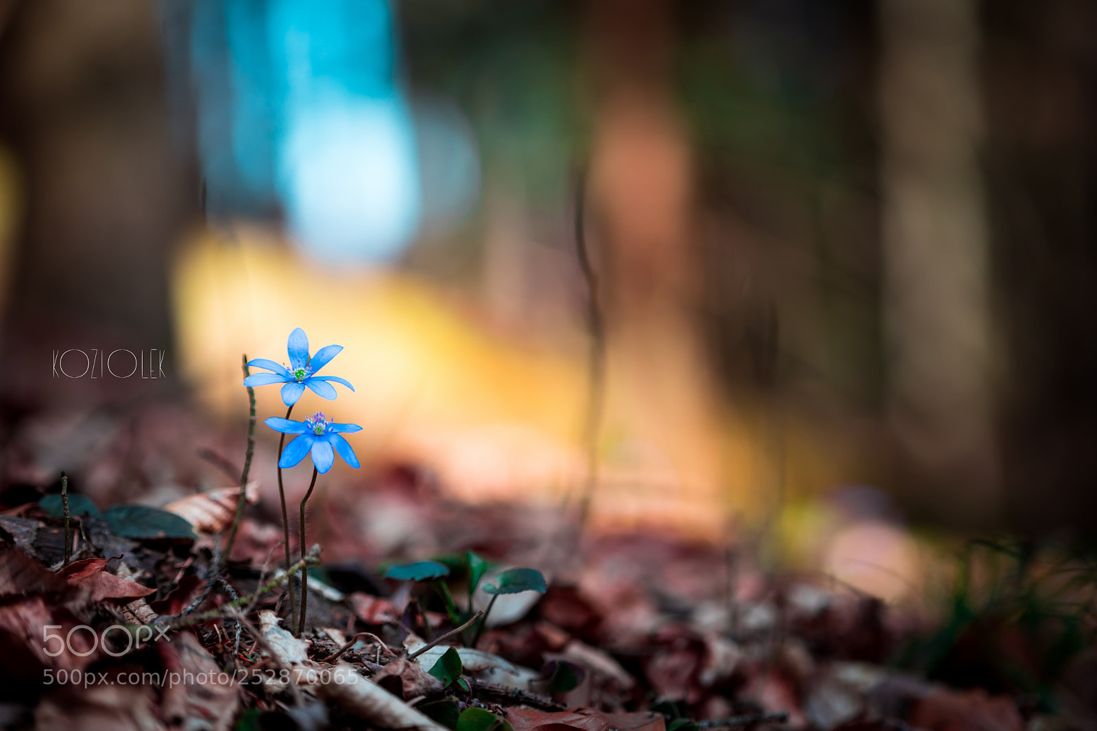 Sony a7 sample photo. Little blue flower in photography