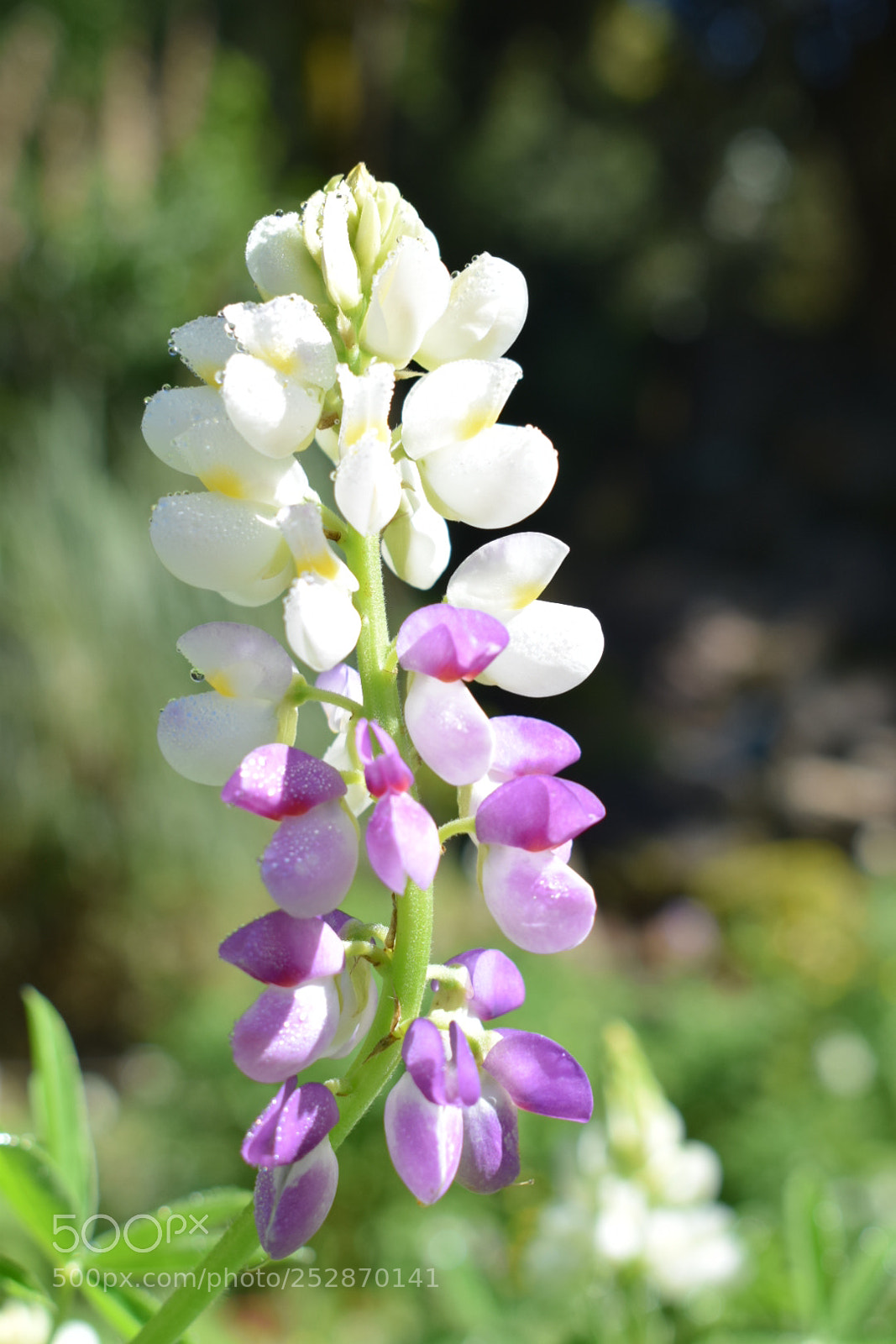Nikon D5300 sample photo. [] photography