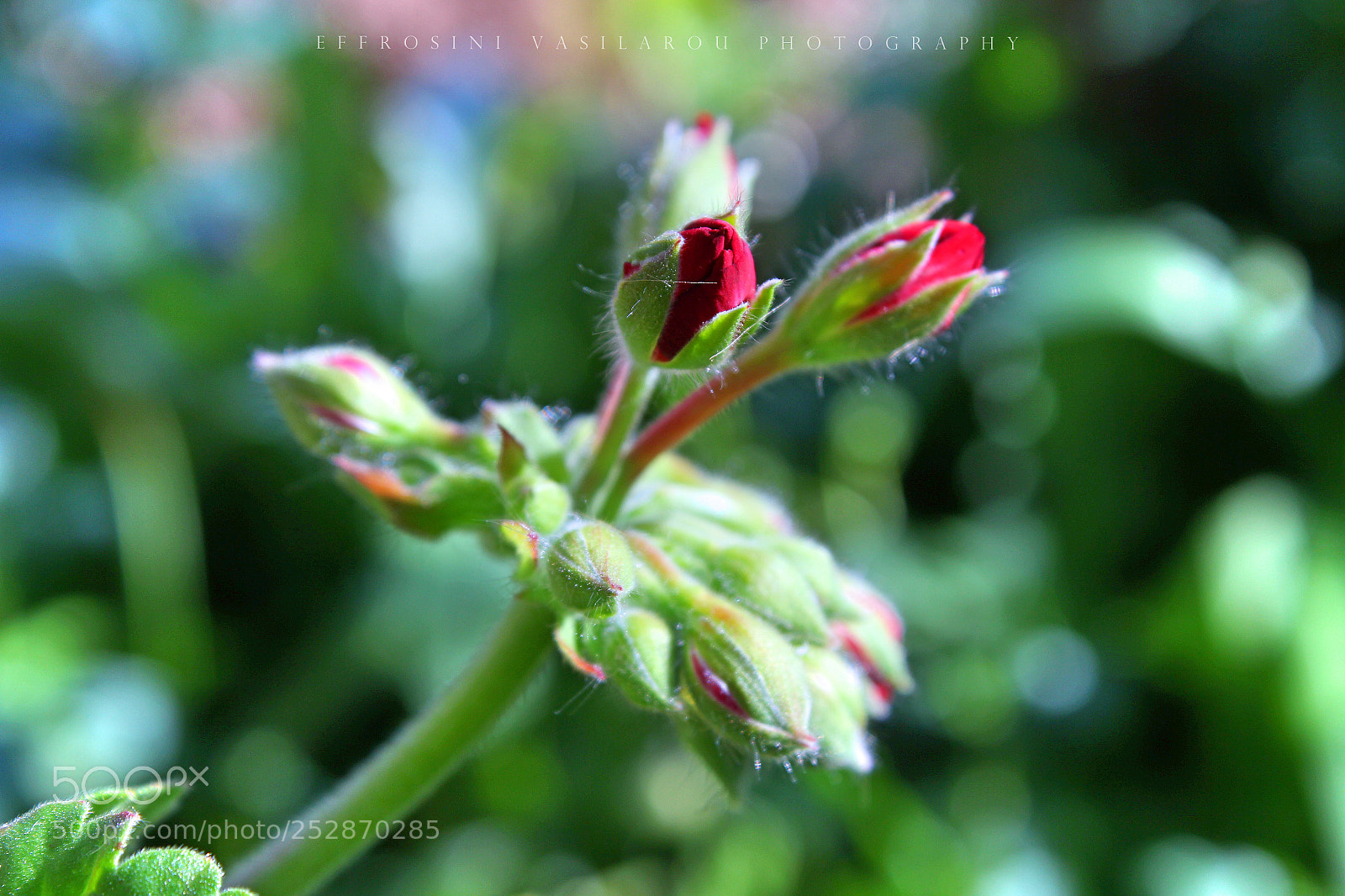 Canon EOS 700D (EOS Rebel T5i / EOS Kiss X7i) sample photo. Mallow. photography