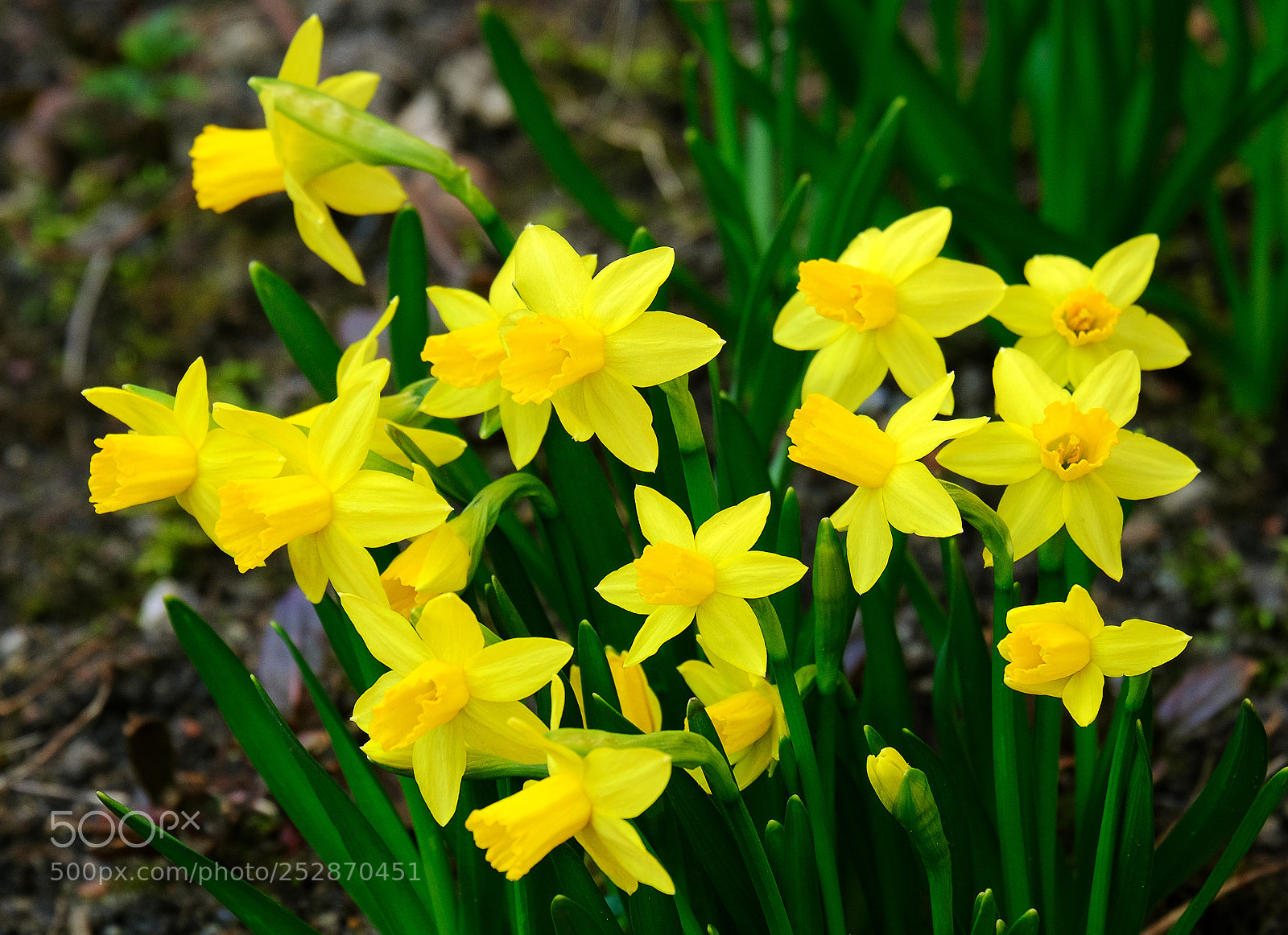 Fujifilm X-T20 sample photo. Flowering daffodils photography