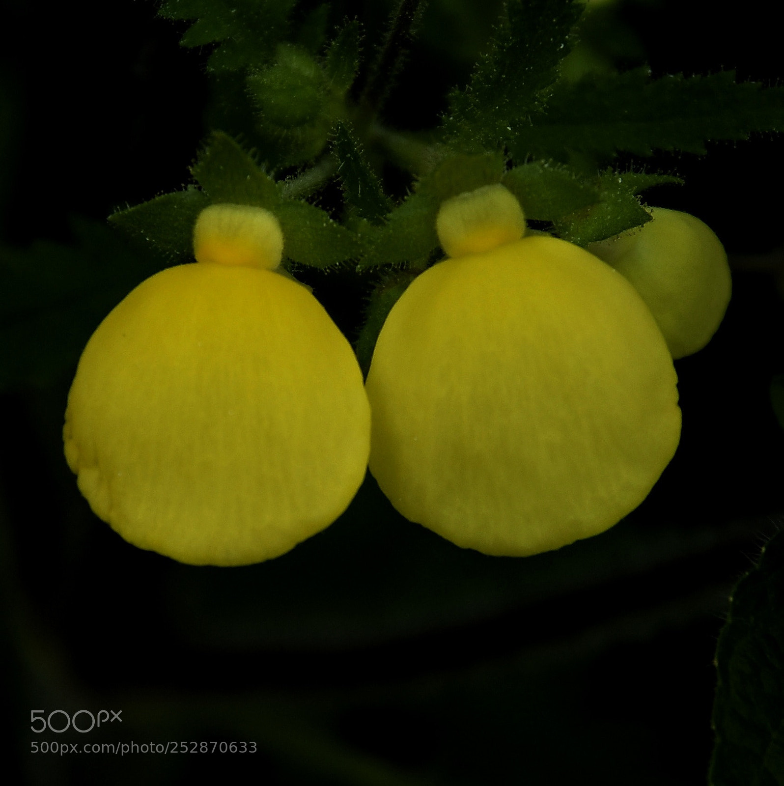 Nikon D7200 sample photo. Yellow pouch flowers photography