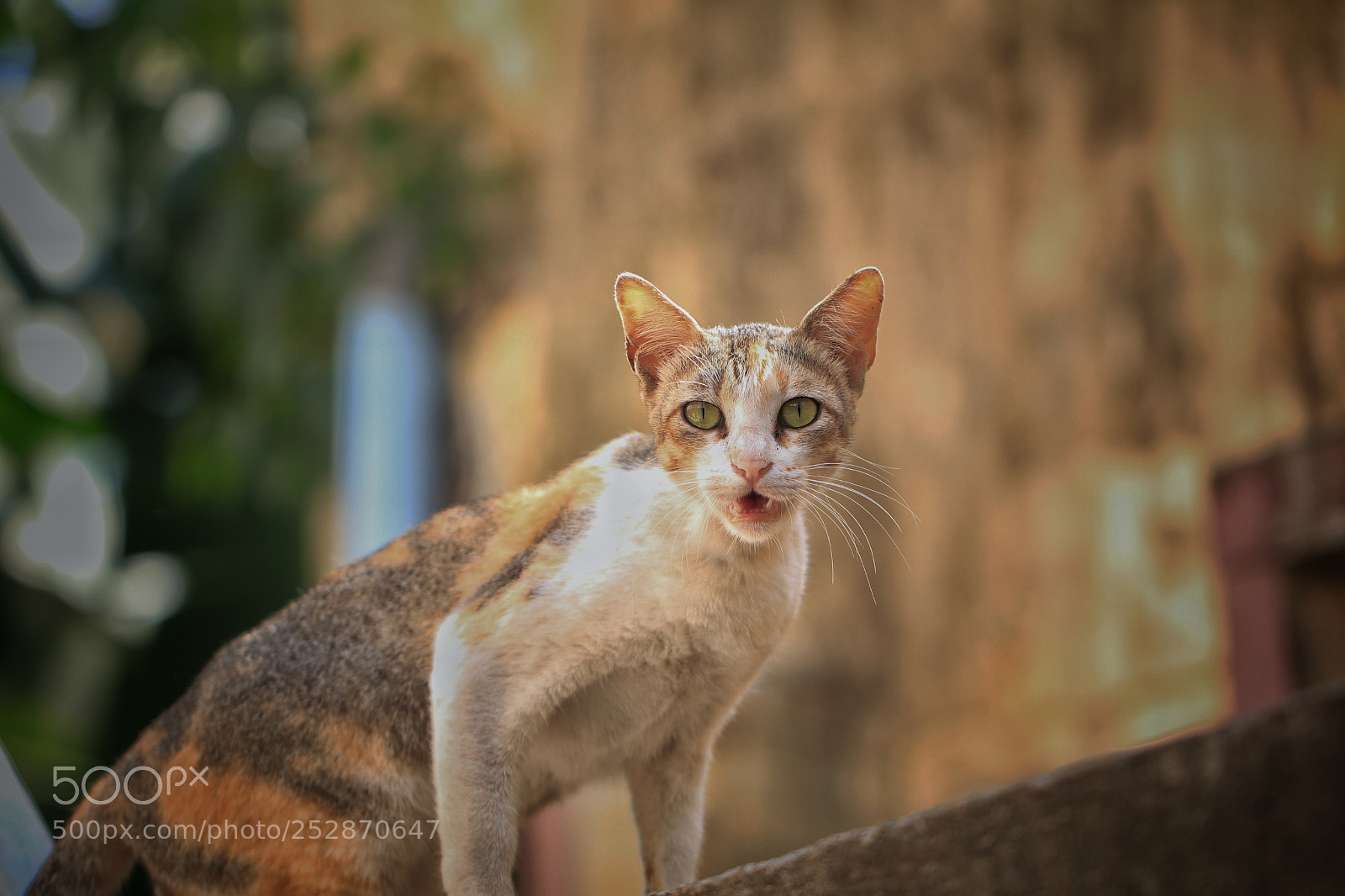 Canon EOS 80D sample photo. House cat photography
