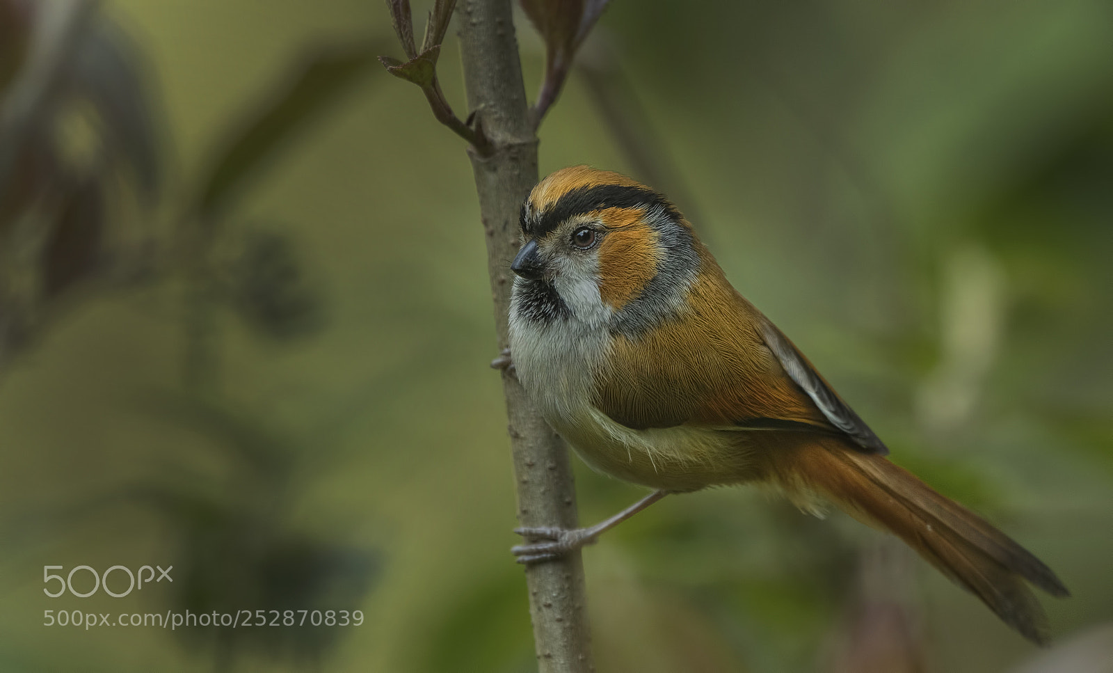 Nikon D500 sample photo. Black throated parrotbill photography
