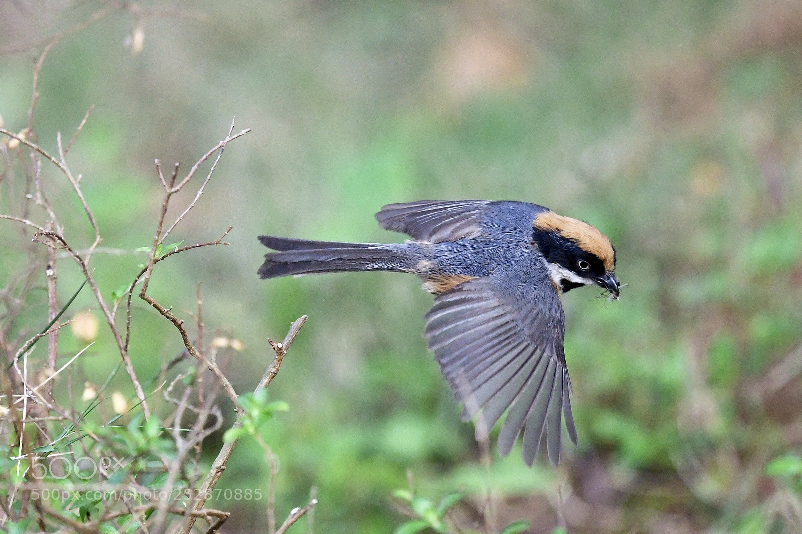 Nikon D500 sample photo. 亂槍打鳥 photography