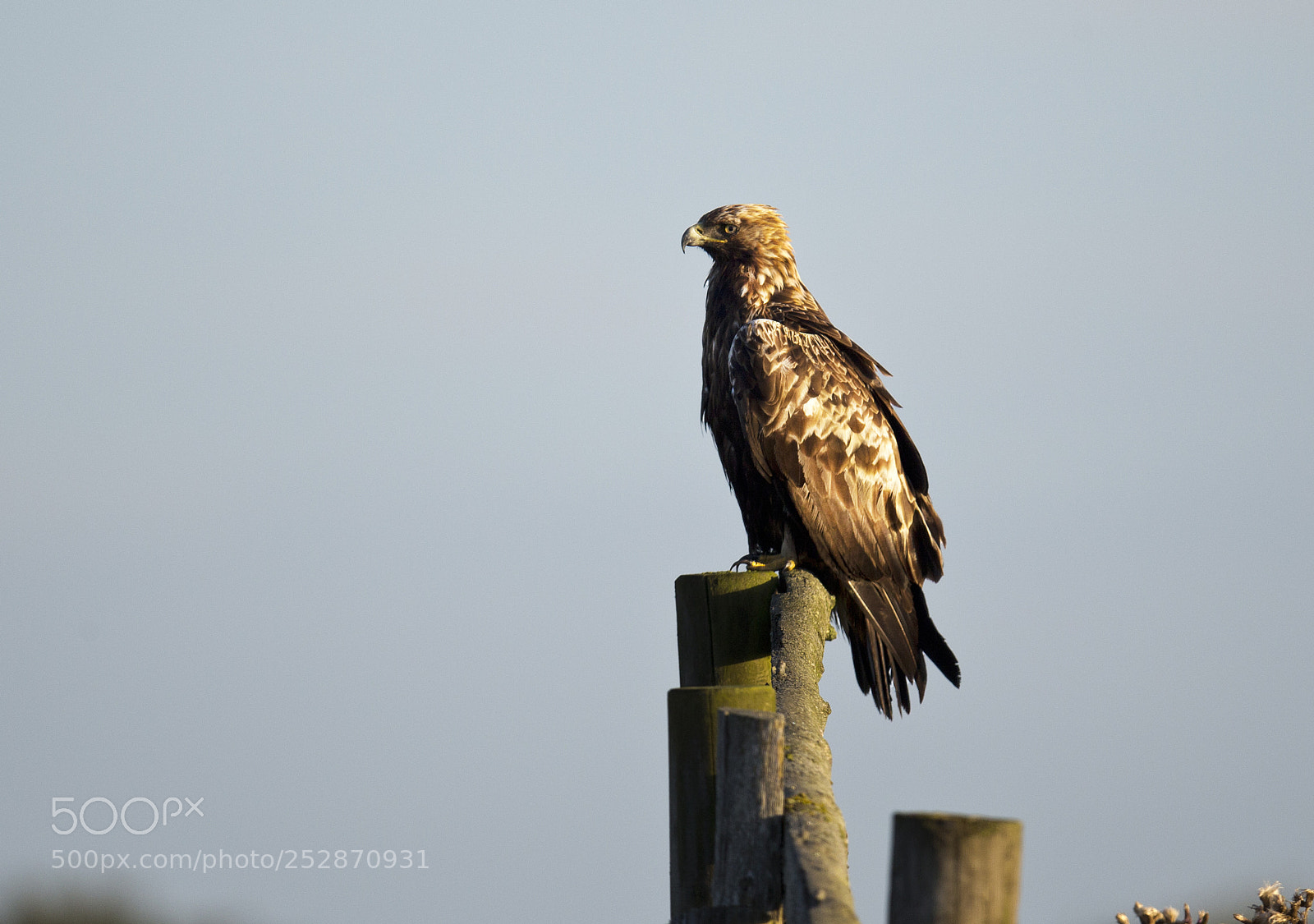 Canon EOS-1D X sample photo. Golden eagle photography