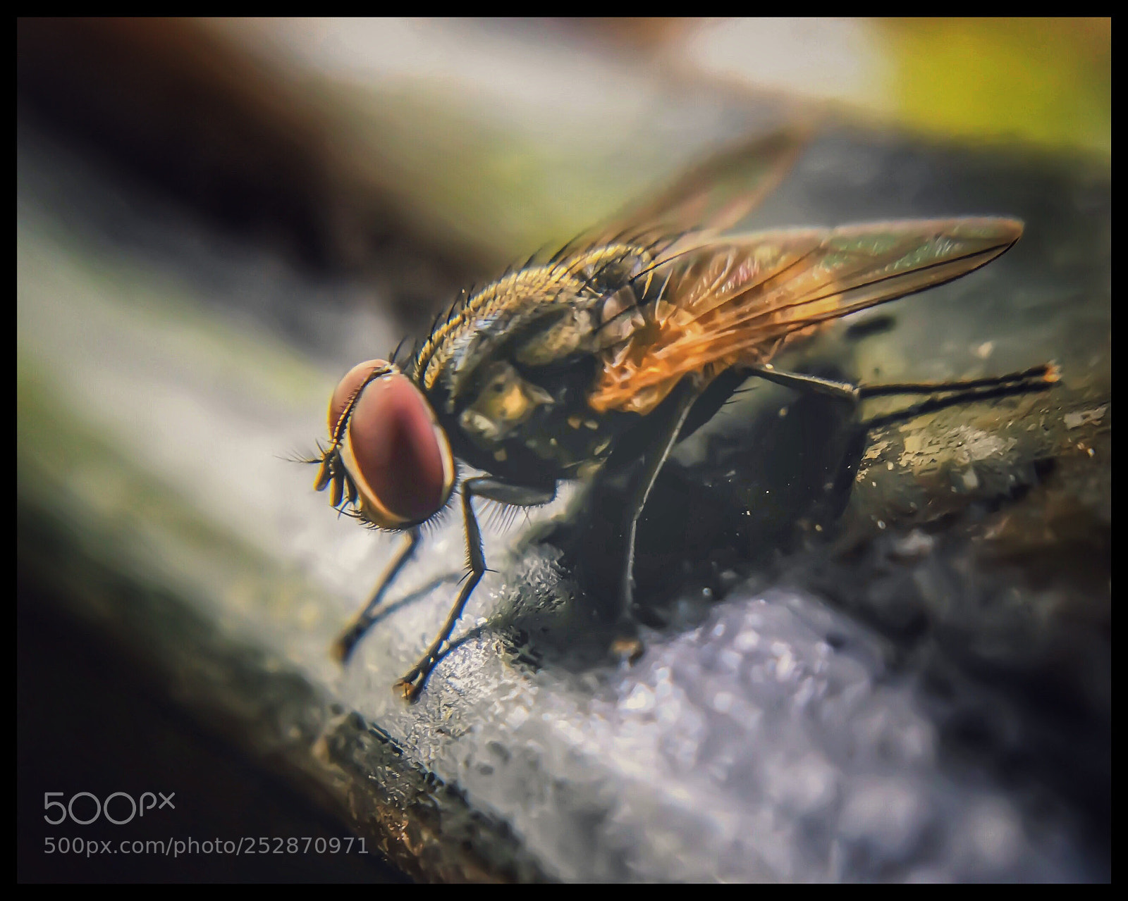 Apple iPhone 6s sample photo. Fly photography